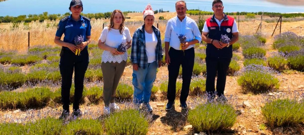 Ağın 'da  Lavanta hasadına başlanıldı