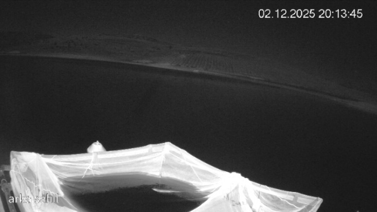 Keban Baraj Gölü'nde Nesli Tükenme Tehlikesi Altında Olan Su Samuru Görüldü