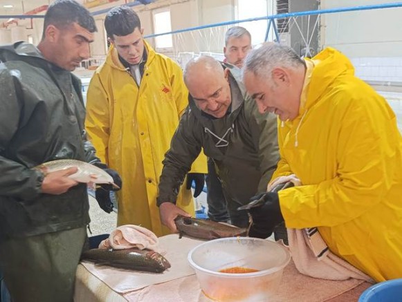 Keban Su Ürünleri Üretim İstasyonunda Alabalık Sağımı yapıldı 