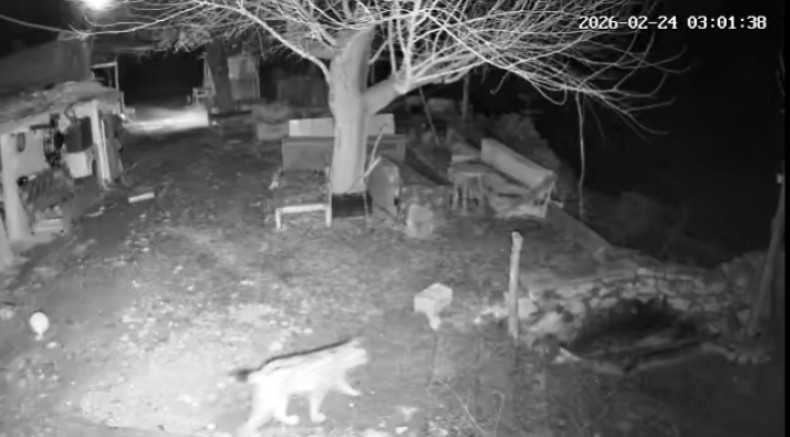 Nesli Tükenmekte olan Vaşak Keban'da görüntülendi