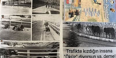 Emniyet Müdürü ve Yazar Arslan'ın kitabında Keban'daki inek hikâyesi