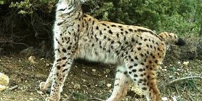 Keban Altınkürek köyünde kapının önünde VAŞAK Gürüldü