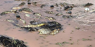 Keban Baraj Gölünde denetimlerde  14 bin 59 kilogram balık geçirildi
