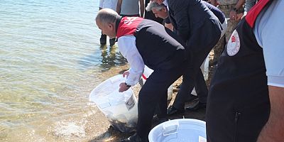 Keban'da Keban Baraj Gölüne 10 Bin sazan yavrusu bırakıldı