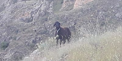 Keban'da Kurban'da kaçan kurbanlık koçunu 20 gün sonra buldu