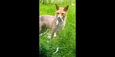 Keban'da Tavuk çalan hırsız tilki görüntülendi