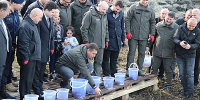 Keban'da üretilen 10 bin sazan Düzce ve Bolu'daki göllere bırakıldı