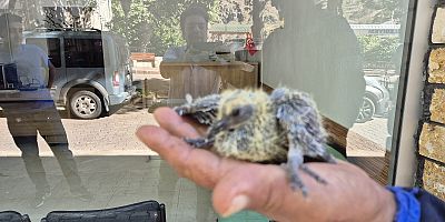 Keban'da yuvasından düşen güvercin yavrusu yuvasına bırakıldı