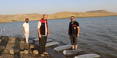 Keban'dan Ağrı  Yazıcı Barajına 100 bin Pullu Sazan bırakıldı