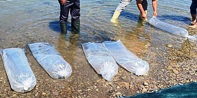Keban'dan  Kars'a 500 bin Pullu Sazan bırakıldı