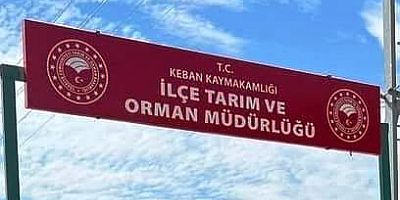 Keban İlçe Tarım %75 Hibeli ile zeytin fidesi dağıtılacak