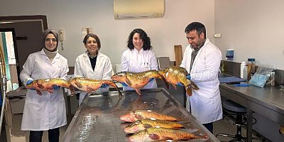 Keban, Karakaya ve Atatürk Baraj Gölleri’nde istilacı türlerin yayılım ve yoğunluğu tespit  ediliyor