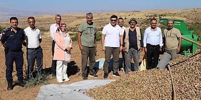 Keban Kaymakamı Atalık, Badem hasadına katıldı