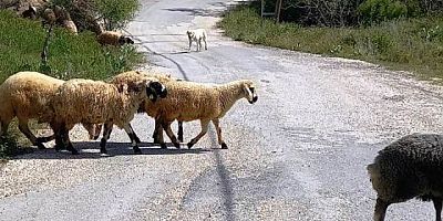 Keban Ulupınar Köyü Başıboş köpeklerden şikayetçi