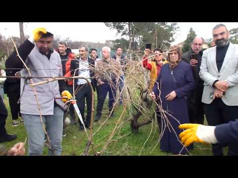BAĞ NASIL BUDANIR,BAĞ İLAÇLAMA