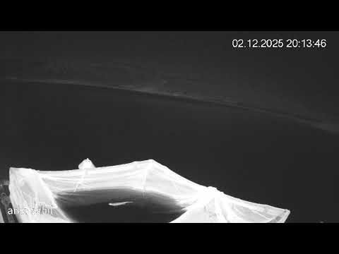 Keban Baraj Gölü'nde Nesli Tükenme Tehlikesi Altında Olan Su Samuru Görüldü